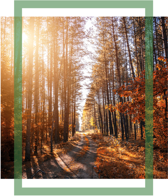 Photo of a forest during the fall season